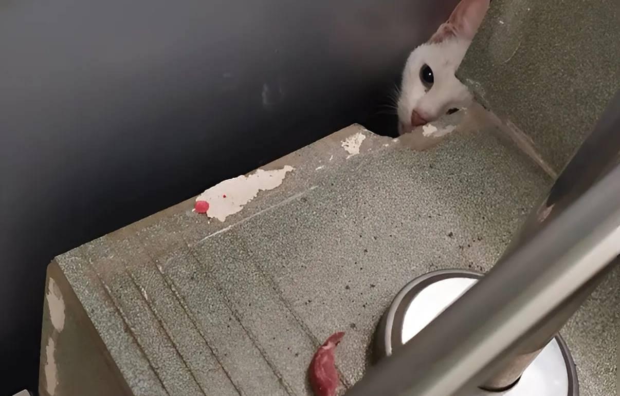 В Твери для спасения истощенного кота волонтеру пришлось ломать лестницу - новости Афанасий