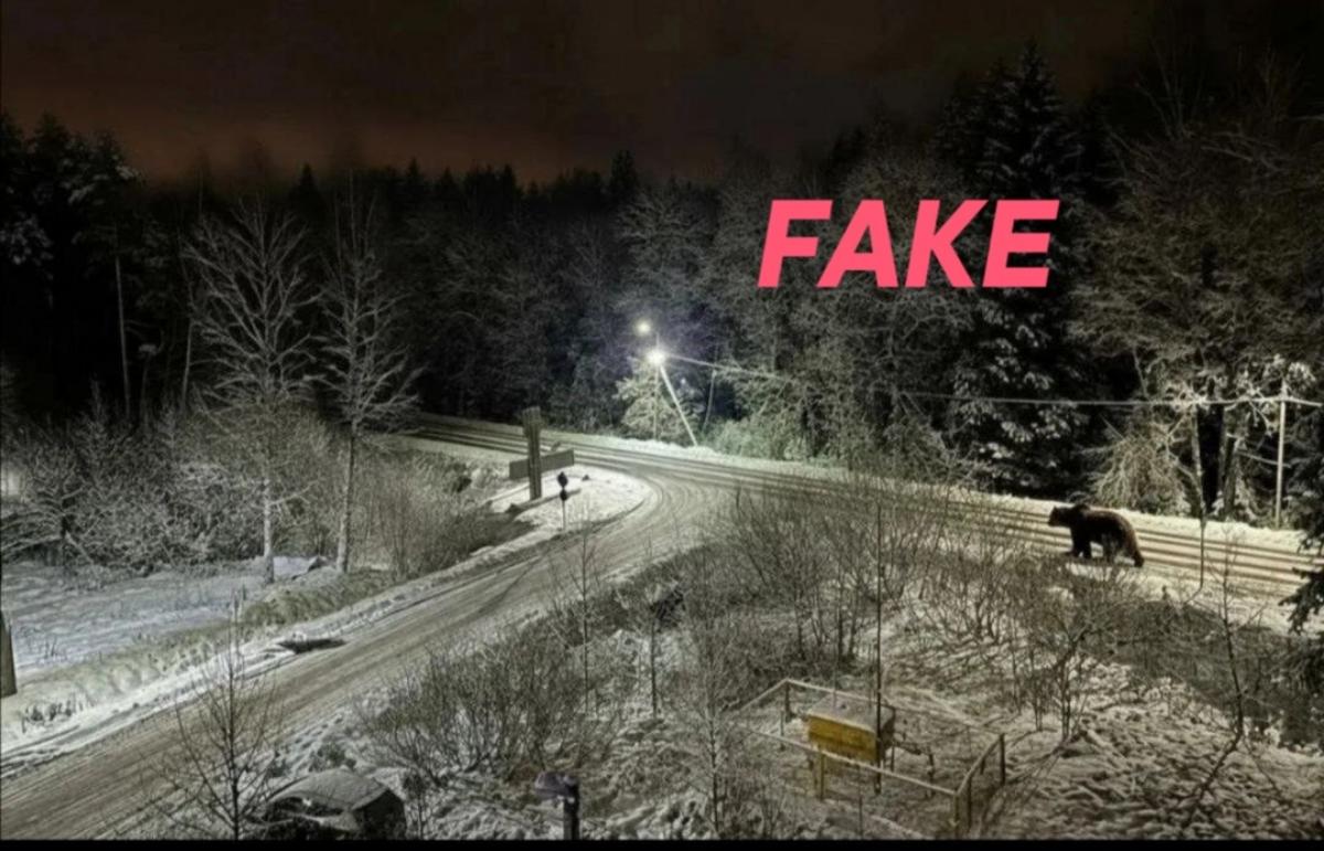 Жителей Тверской области предупредили о фейковом медведе - новости Афанасий