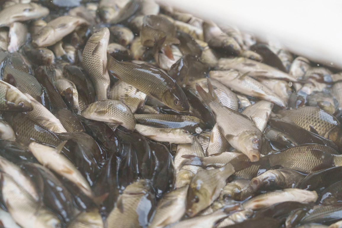 Калининская АЭС выпустила в 2025 году в водоёмы свыше двух тонн рыбы 