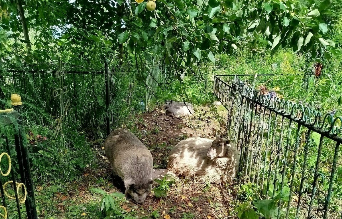 Кабаны повадились ходить через кладбище под Ржевом Фото, видео: соцмедиа