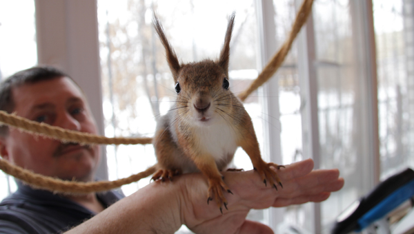 ТурбоМатильда. В одной из квартир Твери живет ручная белка / фоторепортаж 