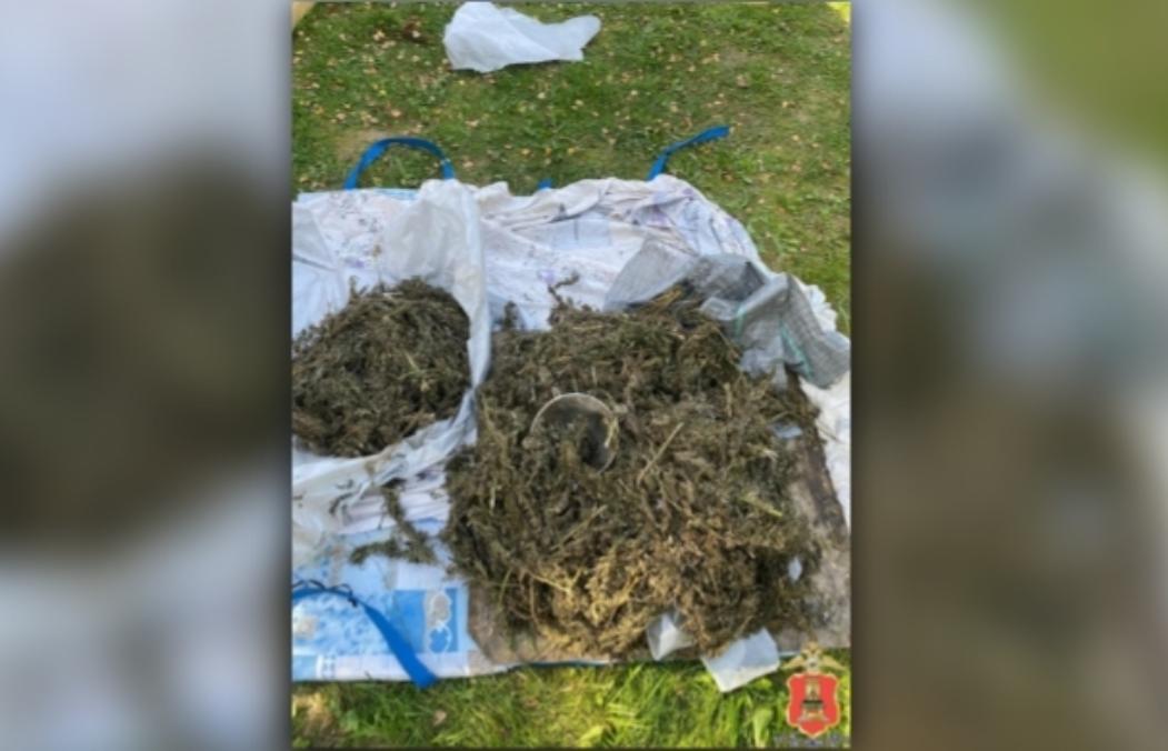 Сбор дикорастущего растения дорого обошелся жителю Зубцовского округа Фото: УМВД Тверской области