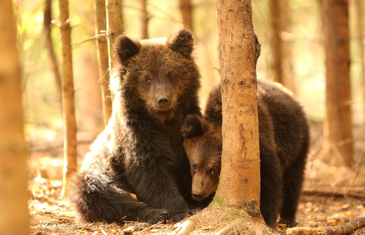 Биологи Тверской области вернули в дикую природу 11 медвежат-сирот - новости Афанасий