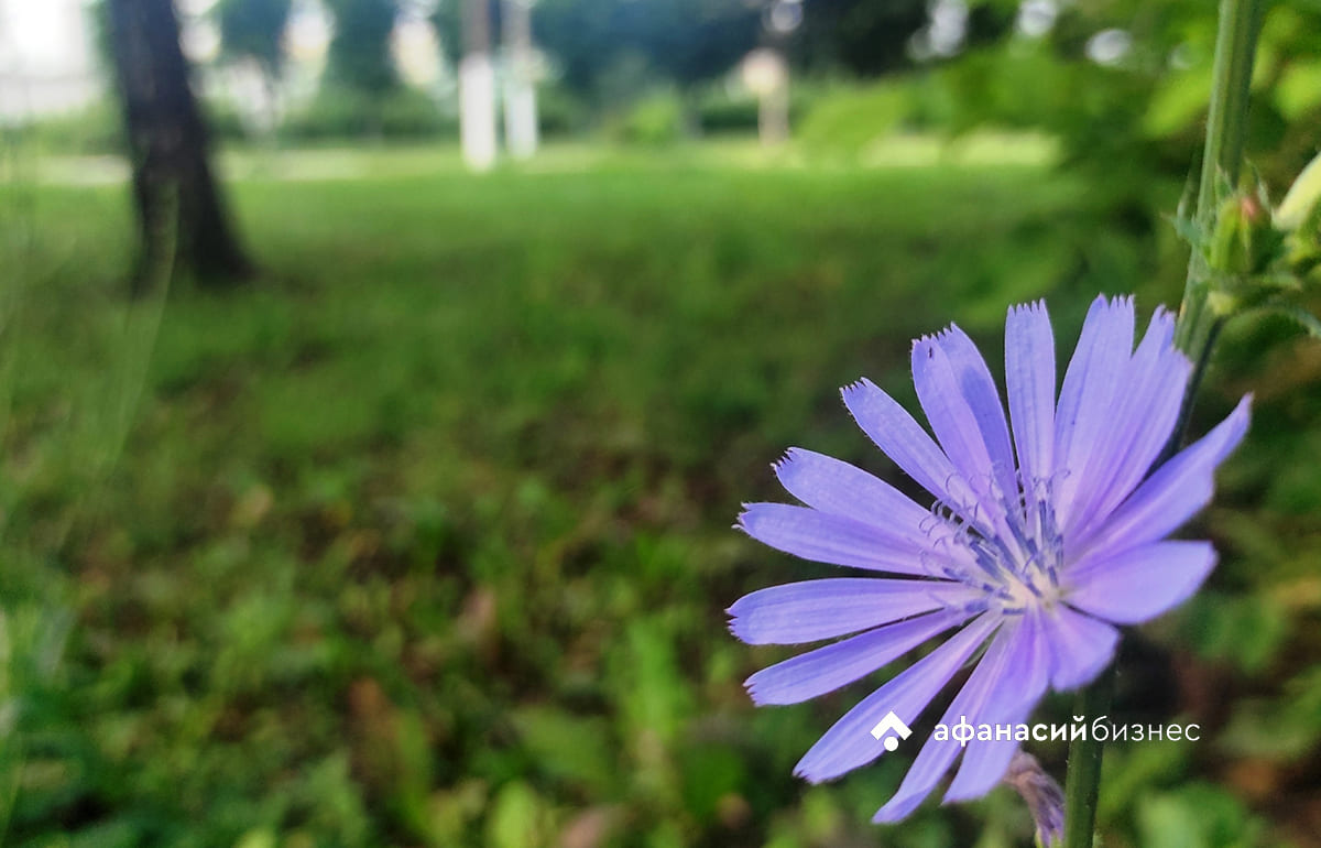 Погоду в Твери сегодня на Никифора Дубодера предскажут соловьи и репейники