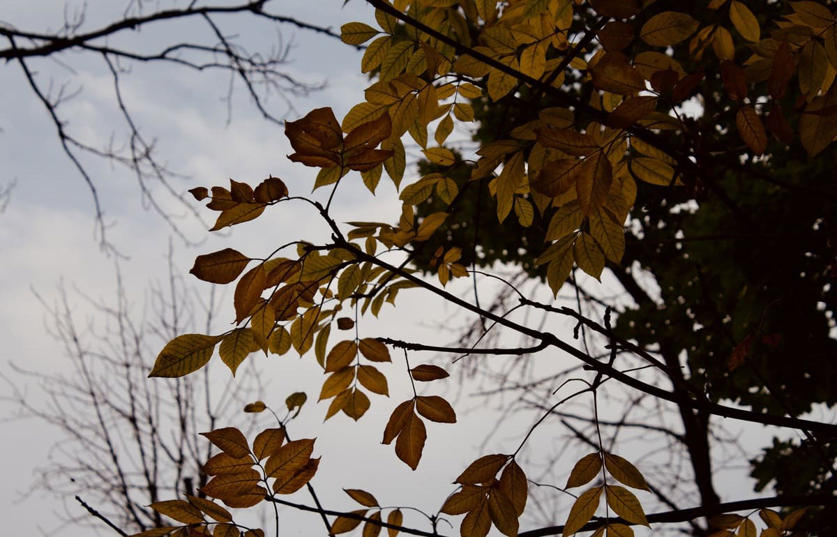 Артемьев день. Погода в Твери сегодня будет теплой Фото: Afanasy.biz