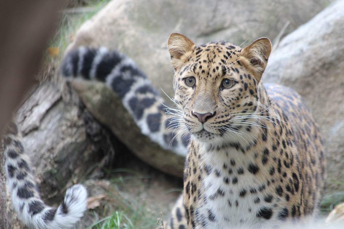 В России разработали ИИ-ассистента для помощи в сохранении дальневосточного леопарда 