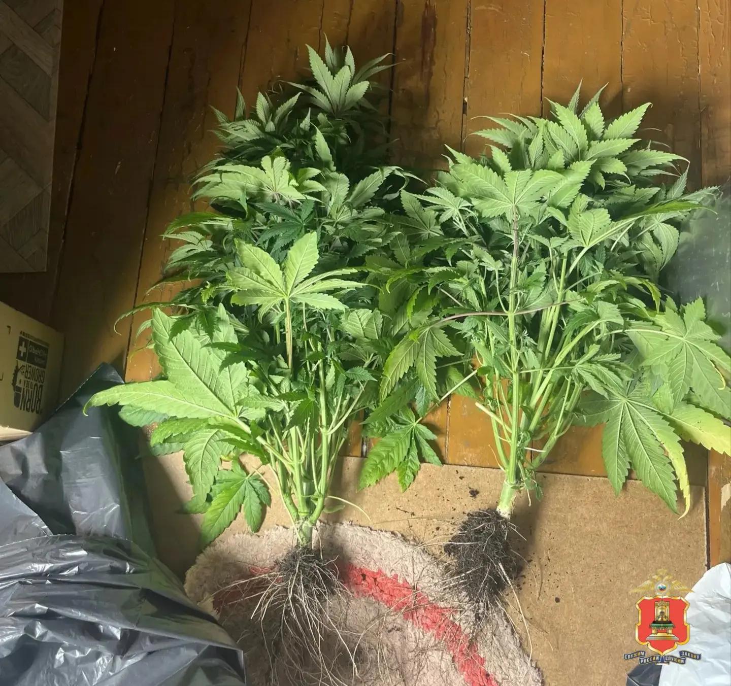 Патроны, порох и марихуану нашли у охранника из Белого Городка Тверской области Фото: пресс-служба УМВД России по Тверской области