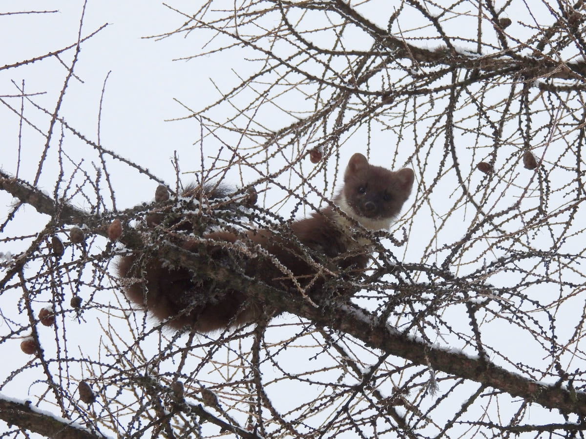 Сад Тверского императорского дворца посетила куница Фото: Тверская областная картинная галерея