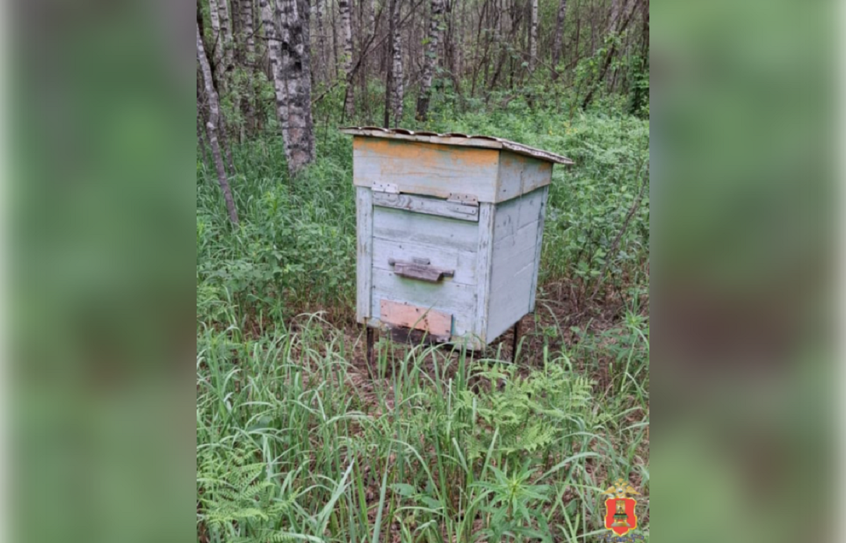 У петербуржца в Тверской области украли пчёл - новости Афанасий