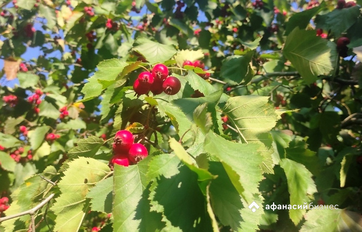 Воздвиженье осень к зиме двигает. Погода в Твери сегодня дождливая Фото: Afanasy.biz