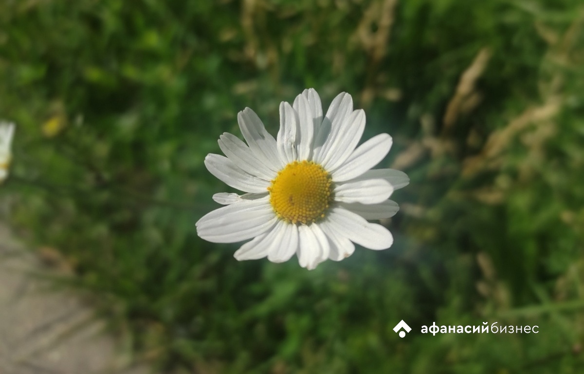 Погода в Твери сегодня будет нежаркой Фото: Afanasy.biz