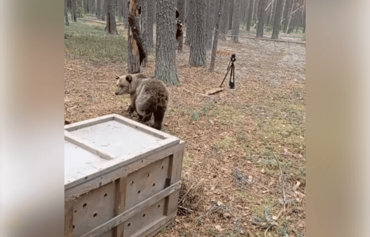 Медведицу, которая восстанавливалась в Тверской области, вернули в дикую природу - новости Афанасий
