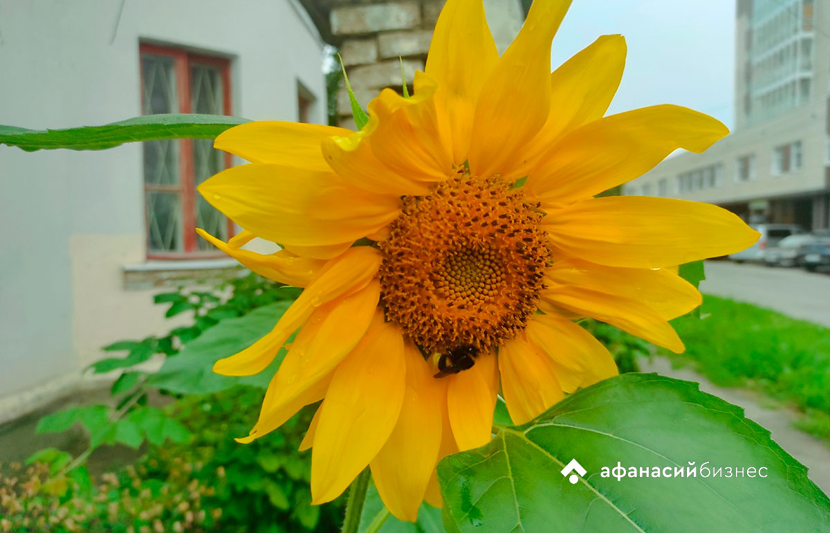 В России прогнозируют дефицит мёда