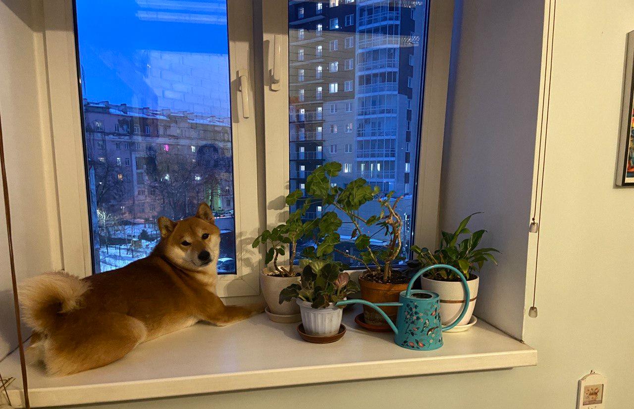 Жителям Твери  рассказали о врагах комнатных растений - новости Афанасий