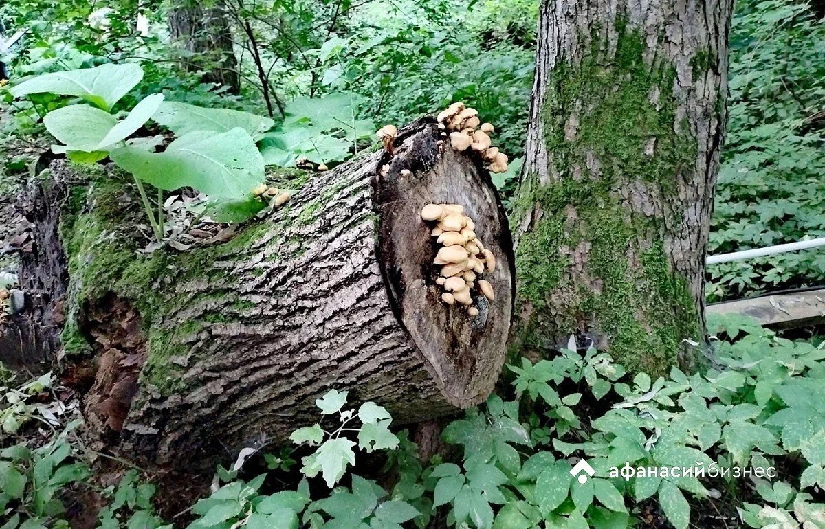 В Тверской области пропавшего в лесу мужчину искали всю ночь Фото, видео: архив редакции, ВПСО "Сова"