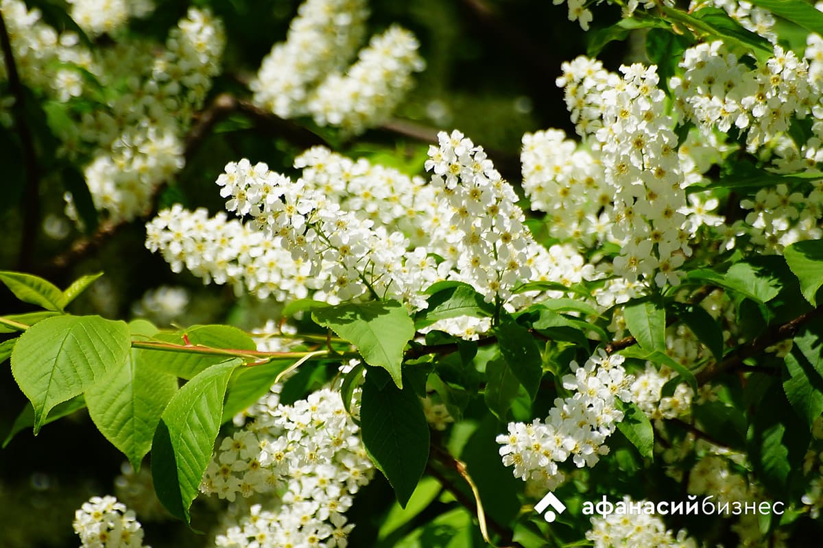 Погода в Твери сегодня порадует Симона Посева и Матушку Сырую Землю Фото: Afanasy.biz