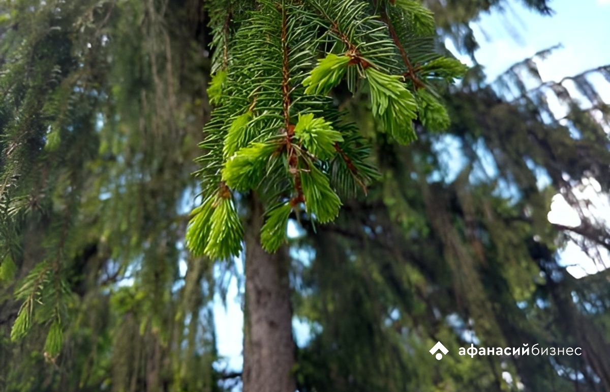 Определены сроки весенней охоты в Тверской области Фото: архив редакции