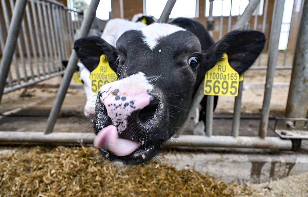 На ферме под Тверью обнаружили мертвых и умирающих коров Фото: архив редакции, видео: News 69
 