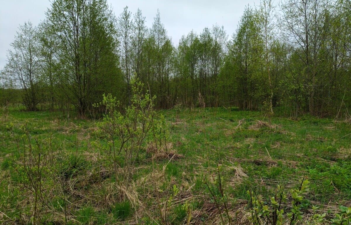 В Тверской области за 5 месяцев в оборот вовлечено 49 га угодий Фото: Россельхознадзор