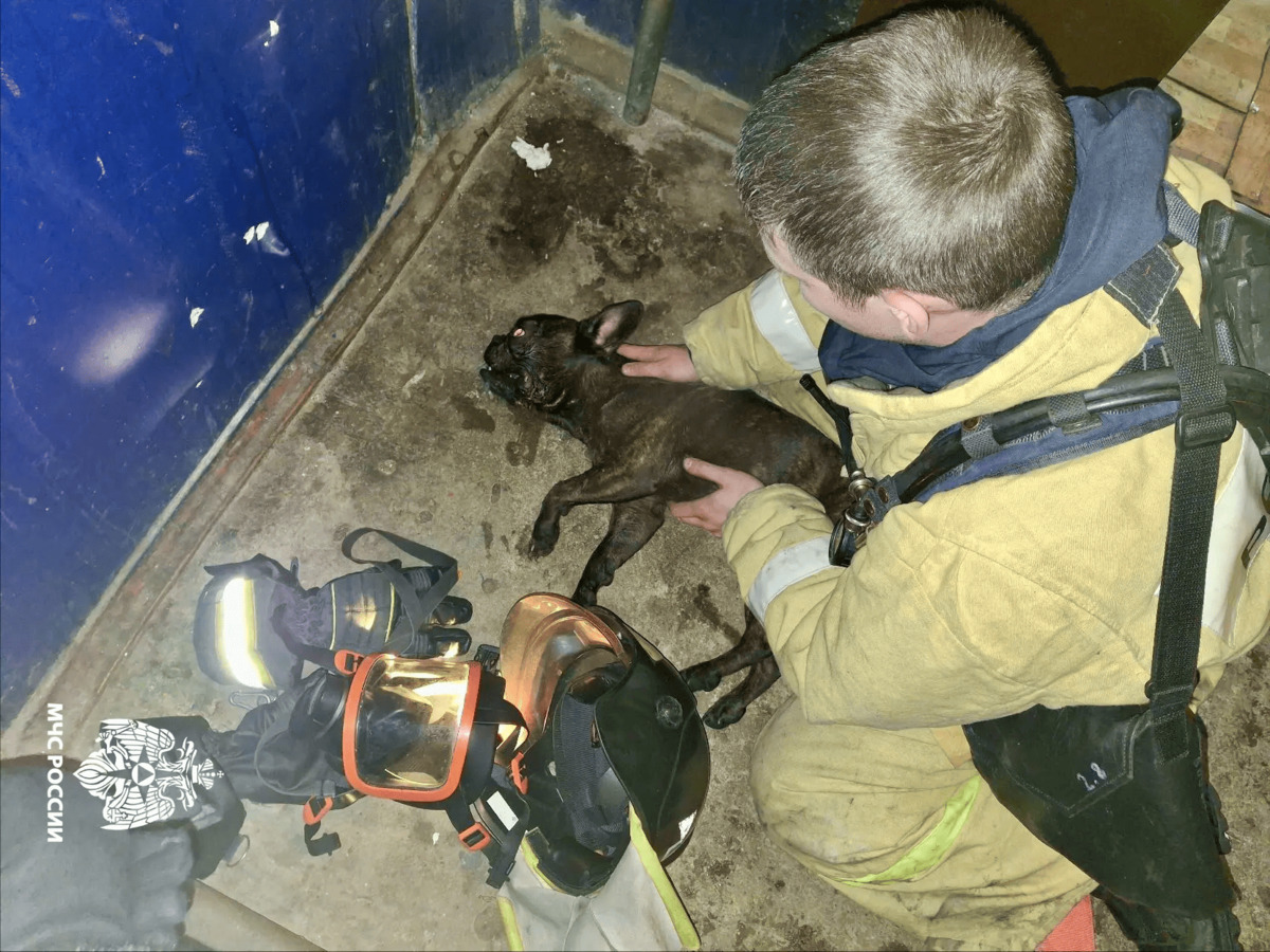 В Тверской области на пожаре спасли собаку Фото: ГУ МЧС России по Тверской области