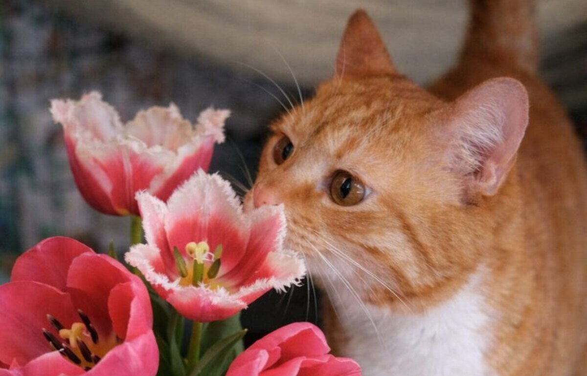 Праздничные мартовские тюльпаны опасны для ваших кошек Фото: Инициативная группа по защите животных