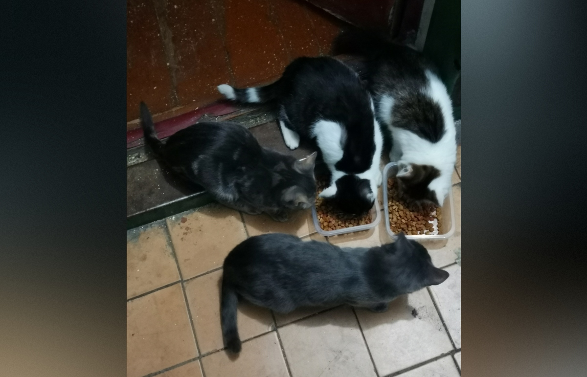 В Твери для шестерых кошек тяжелобольной пенсионерки ищут новый дом  - новости Афанасий