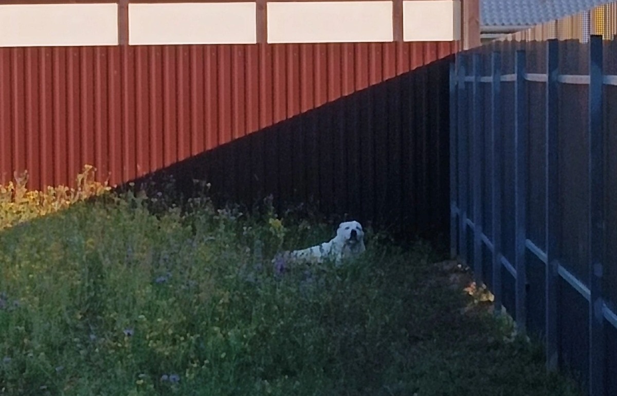 Под Тверью поймали алабая, который покусал около десятка человек Фото: Надежда Петрова