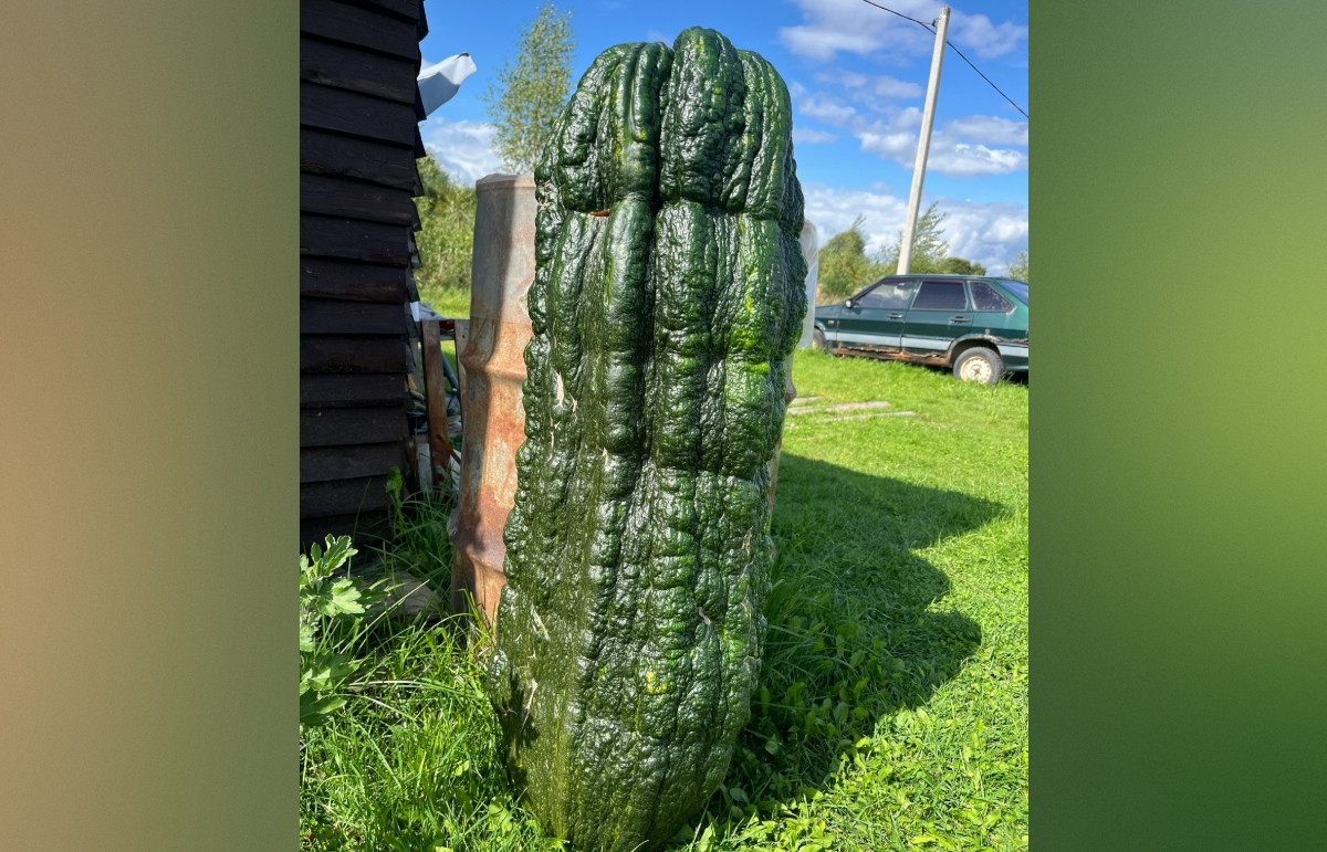 Жительница Твери вырастила кабачок-аллигатор Фото: Яна Моисеева/Томатная 69