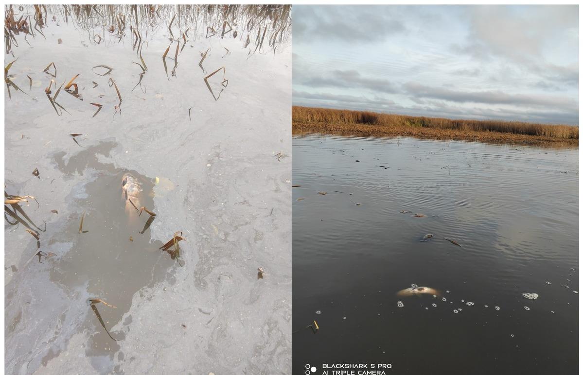 Прокуратура проверит информацию о массовой гибели рыбы в Бежецком округе - новости Афанасий