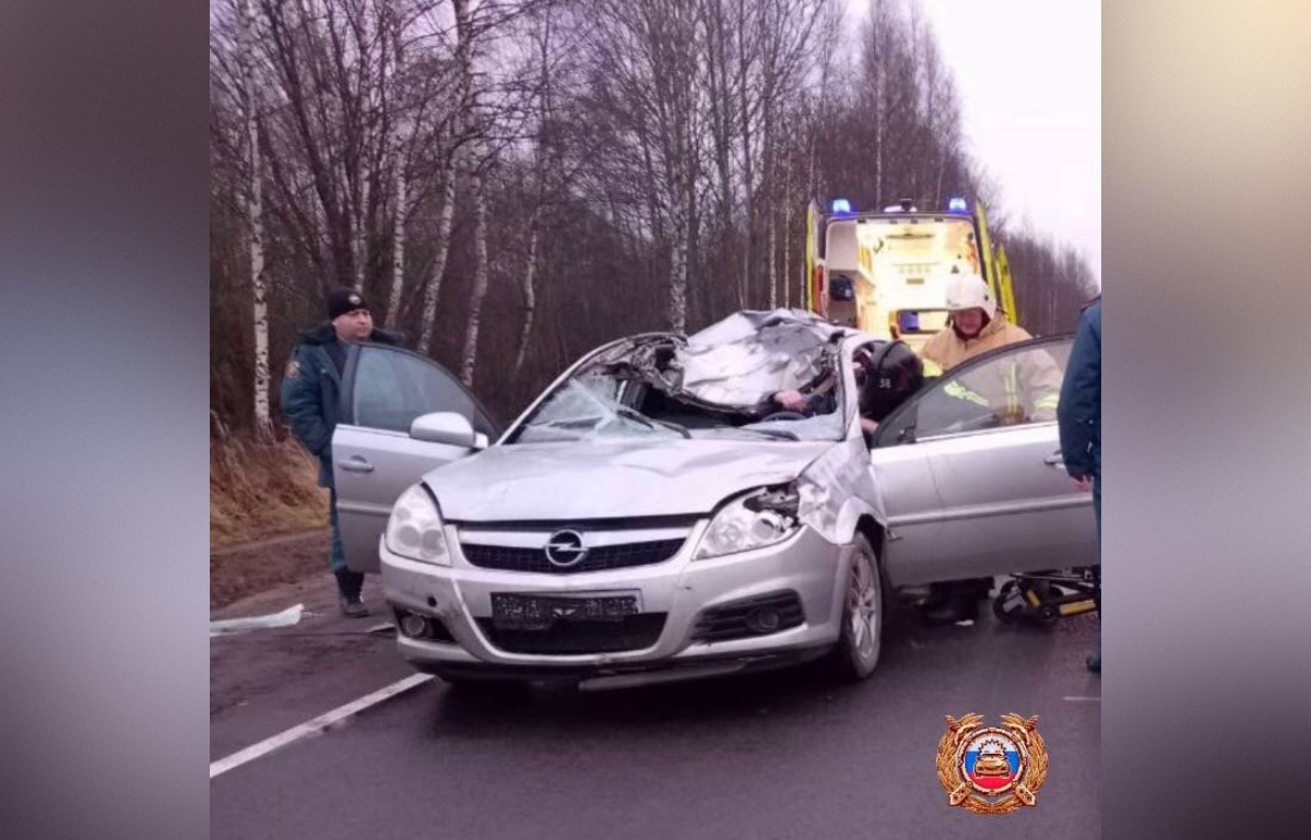 Под Лихославлем водитель пострадал в ДТП с лосем - новости Афанасий