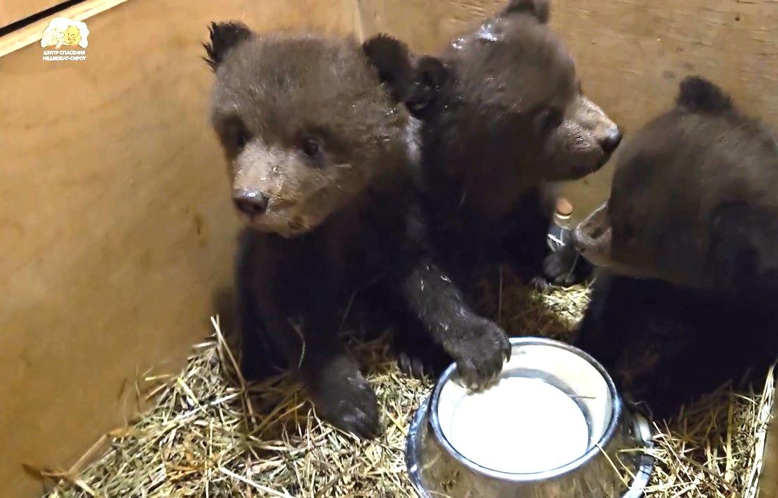 В Тверскую область привезли трех медвежат из-под Костромы - новости Афанасий