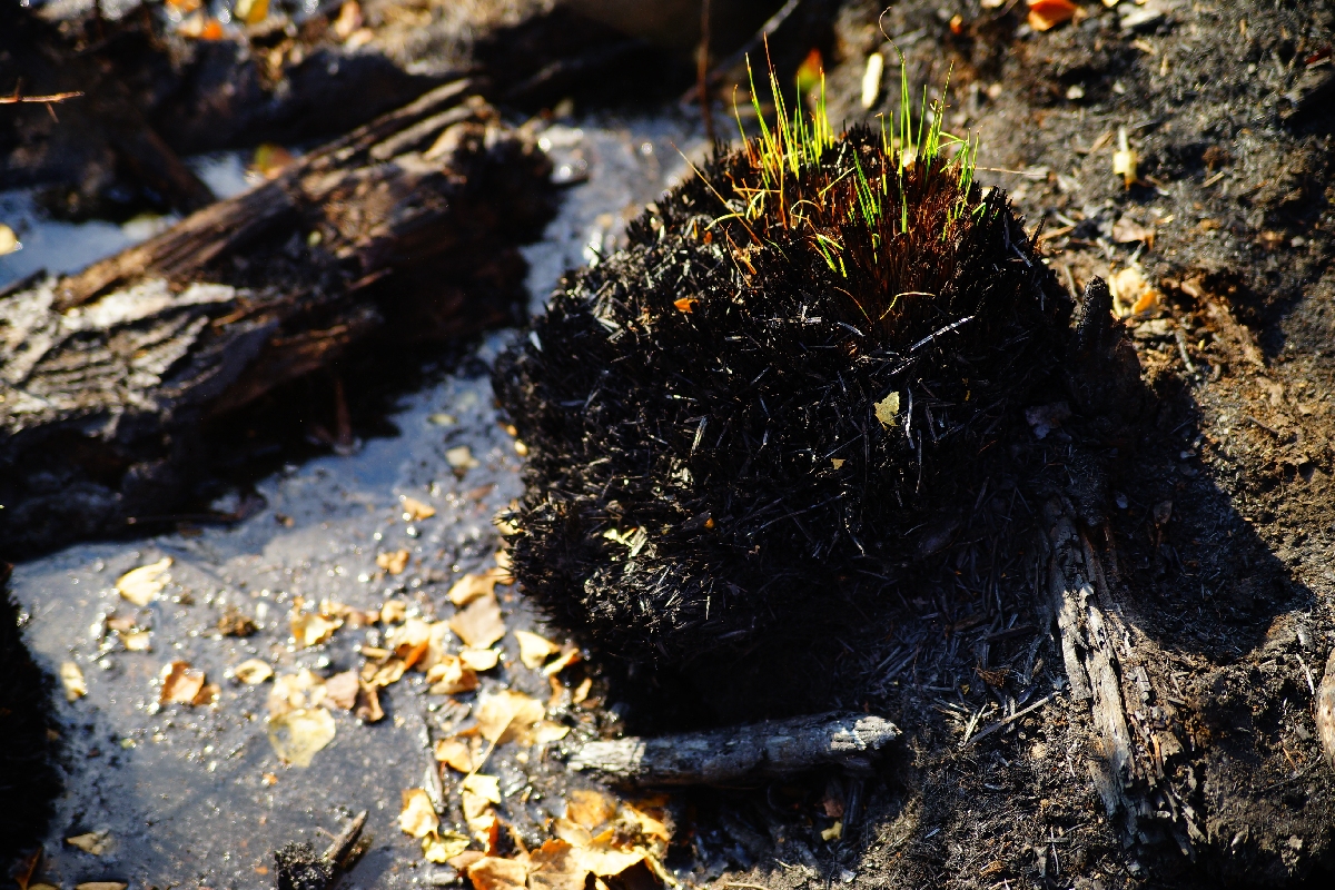 Пожарные тушат возгорание в лесном массиве под Тверью - новости Афанасий