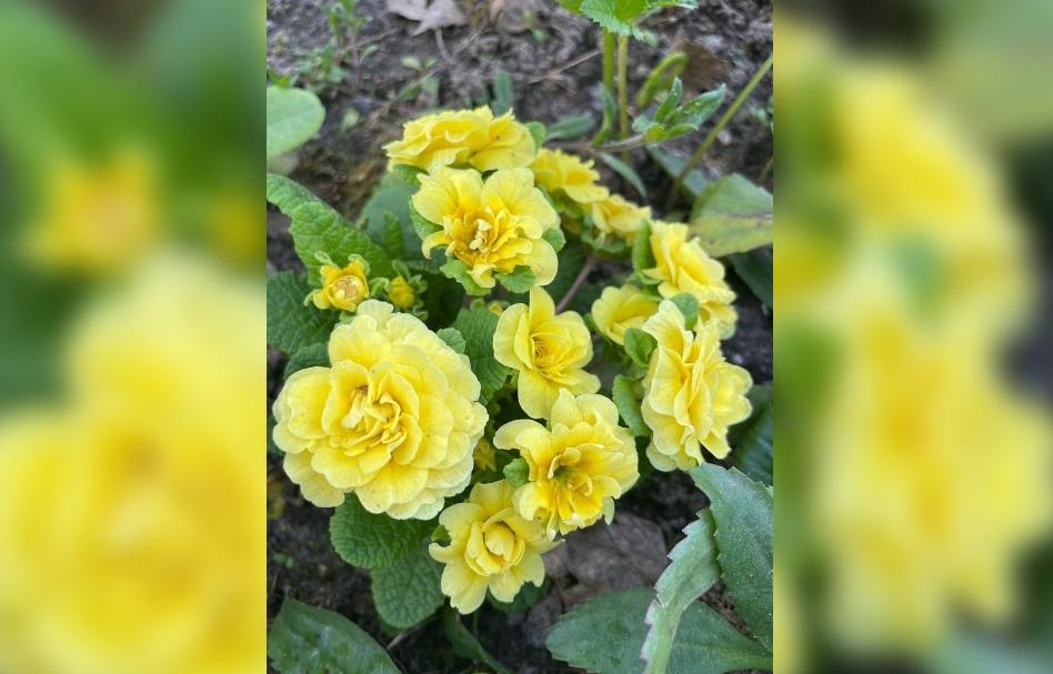 Подписчики «Афанасий-бизнес» выбрали лучшее дачное фото - новости Афанасий