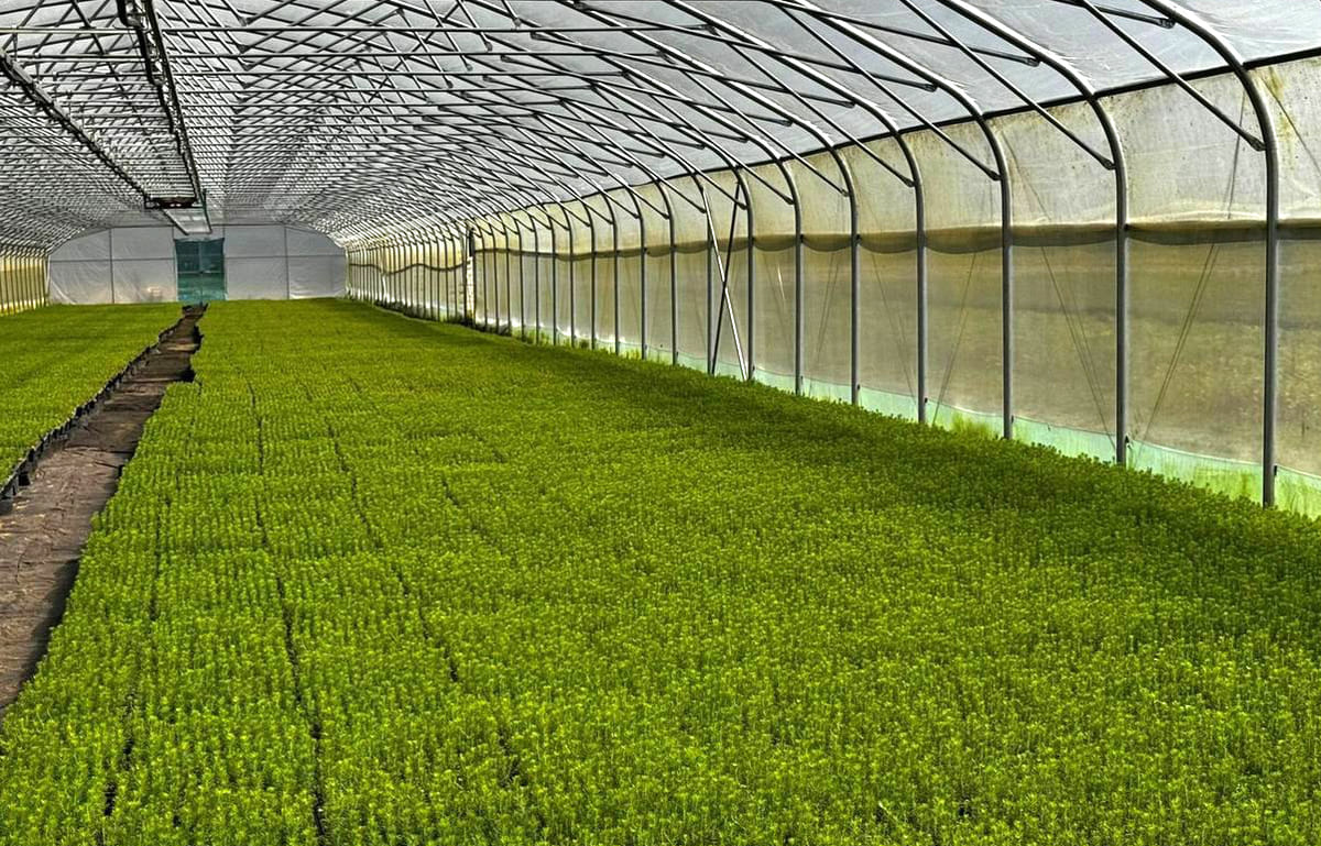 Тверская область вошла в число лидеров по искусственному лесовосстановлению Фото предоставлено правительством Тверской области