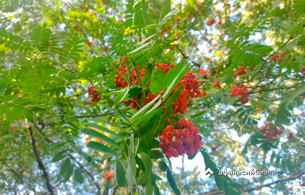 Погода в Твери сегодня: Мироны-ветрогоны пыль по дороге гонят, по красном лете стонут Фото: Afanasy.biz