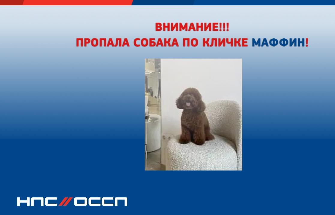 На М11 пропал минипудель по кличке Маффин - новости Афанасий