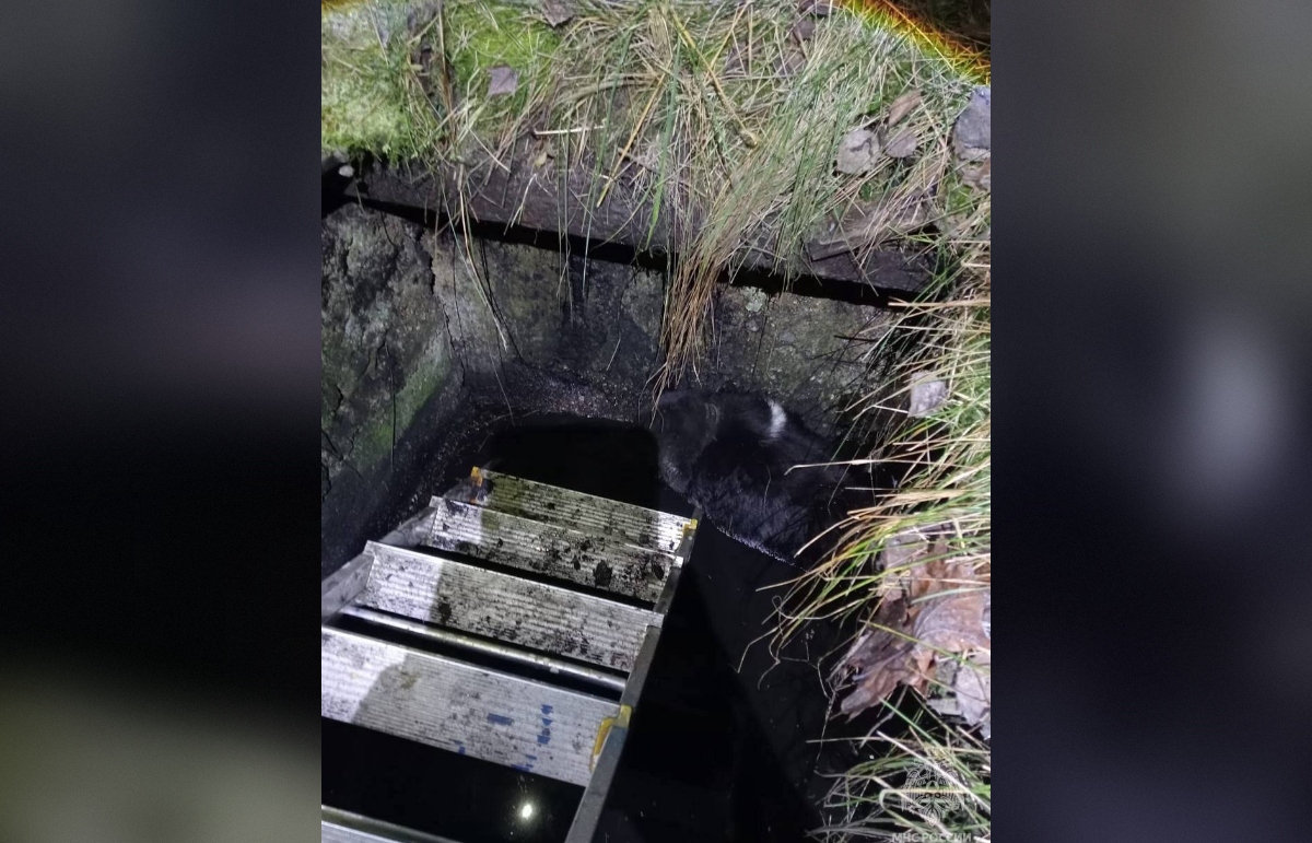 В поселке Редкино пожарные спасли пса, упавшего в выгребную яму Фото: МЧС