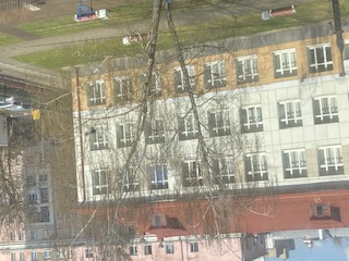 В Твери зацвели деревья, вызывающие аллергию Фото: архив редакции