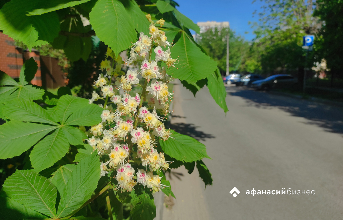 Прогноз погоды в Твери: «Синий май. Заревая теплынь» Фото: Afanasy.biz