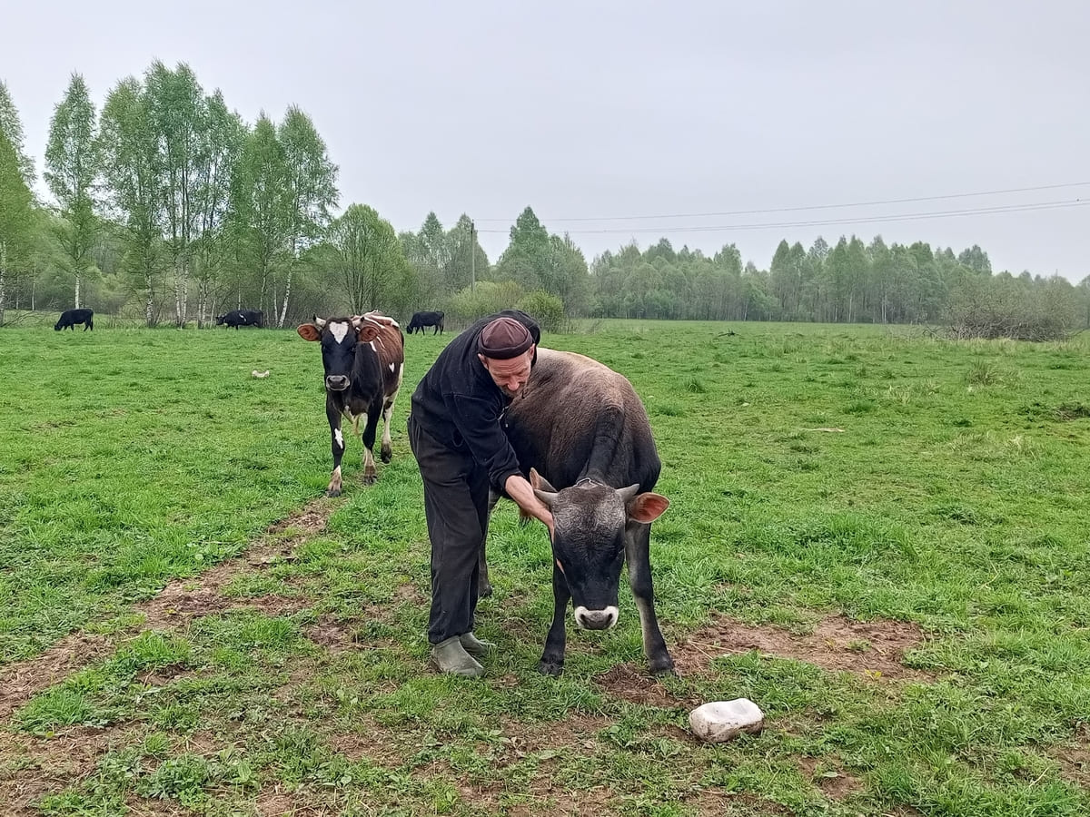 Подо Ржевом агрессивные собаки терроризируют коровью ферму Фото, видео: из личного архива фермера, публикуется с разрешения автора