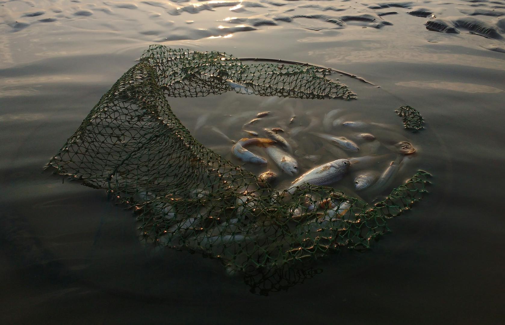 В Ржеве пожилого рыбака поймали за браконьерством - новости Афанасий