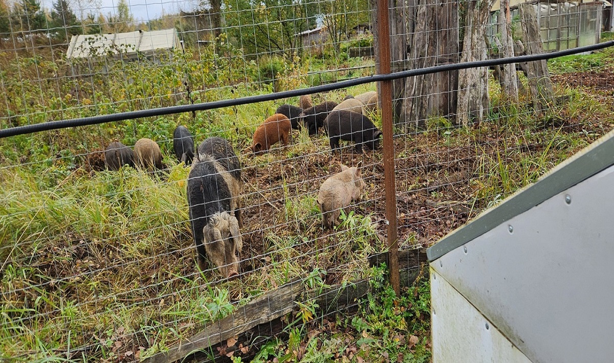 Дачники в панике: в Калининском районе нашествие свиней Фото: Ирина Католымова / Тверь/Калининский район