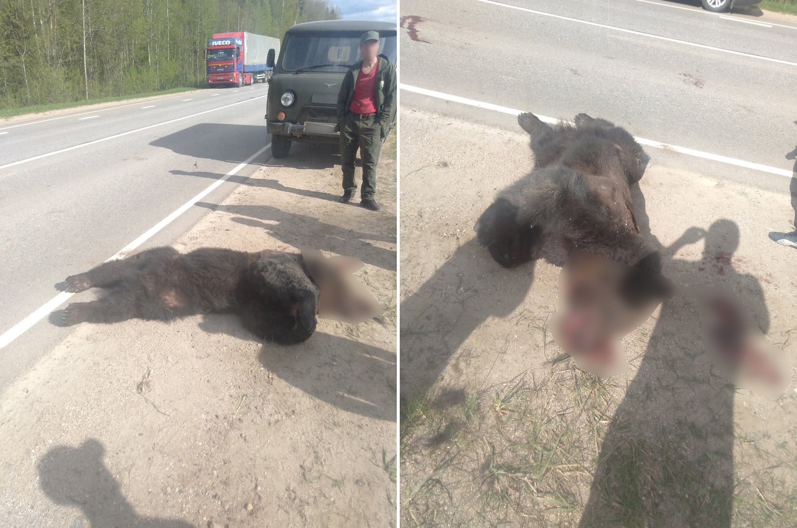 В Тверской области сбили медведя Фото: Александр Захаров