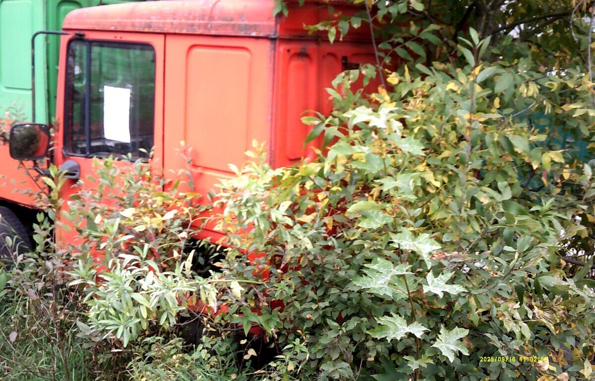 В Твери ищут хозяина брошенных грузовиков DAF Фото: муниципалитет