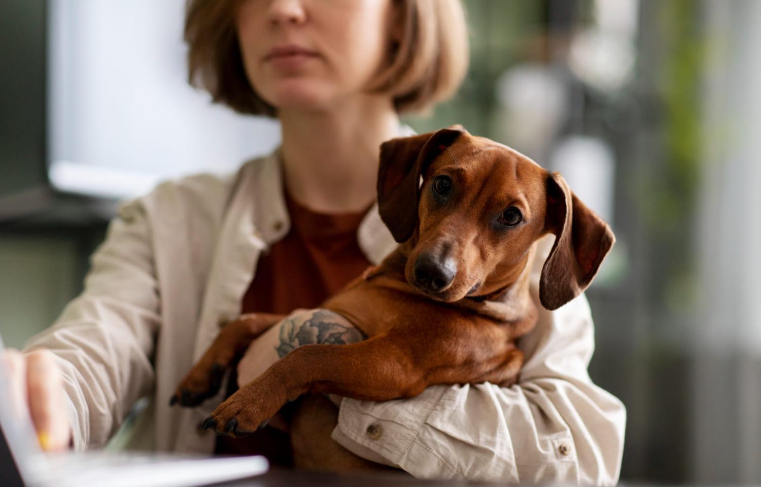 Торговать ветеринарными препаратами можно только в соответствии с лицензией Изображение от freepik