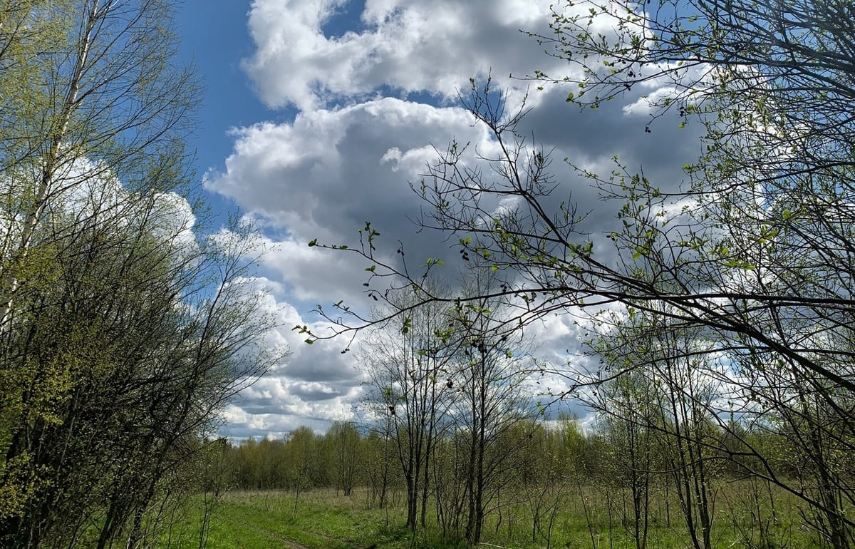 Россельхознадзор предложил хозяину использовать 121 га под Старицей по закону Фото: Россельхознадзор