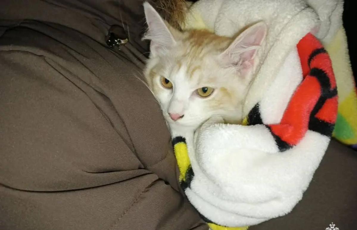 В Вышнем Волочке спасатели помогли коту спуститься с дерева  - новости Афанасий