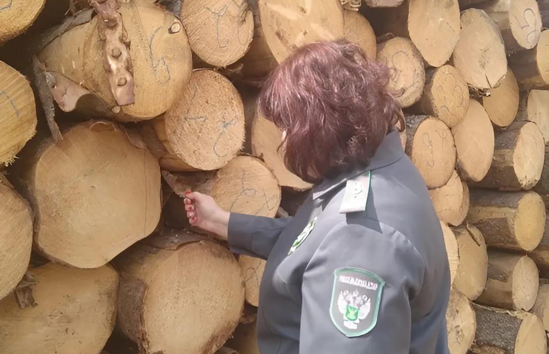 В Тверской области продолжают выявлять очаги заражения карантинными и некарантинными видами насекомых-вредителей Фото: Россельхознадзор