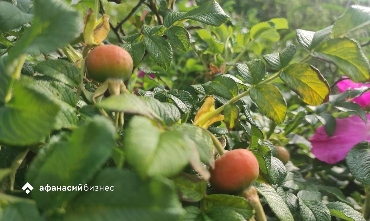 Тверская область продолжает находиться под властью солнечного антициклона Фото: архив Afanasy.biz