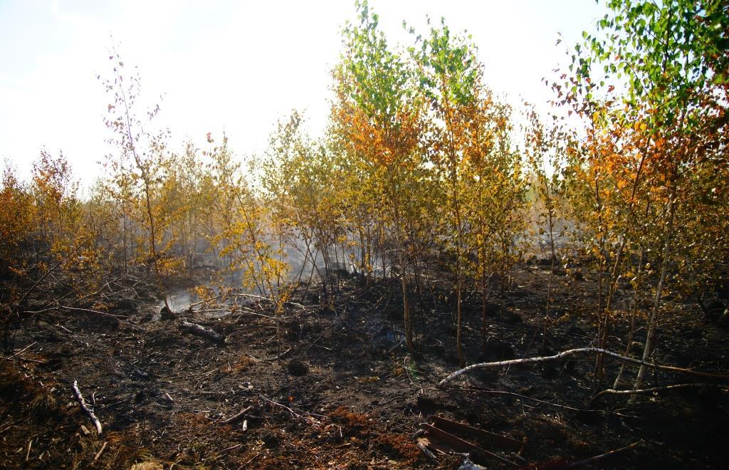 В лесах Тверской области продолжаются противопожарные мероприятия - новости Афанасий